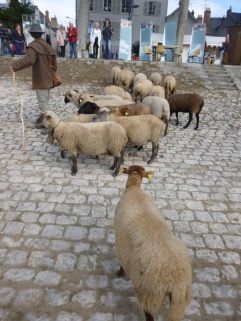 des moutons qui paissent habituellement sur un bord de Loire particulièrement pentu, près de l'écluse du Canal d'Orléans